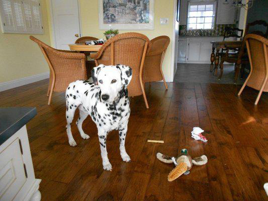 Hardwood Floor Room Scene